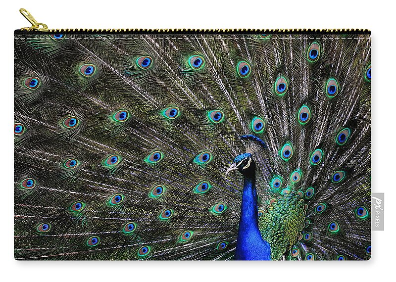 Peacock Zip Pouch featuring the photograph In All His Splendor by Joe Bonita