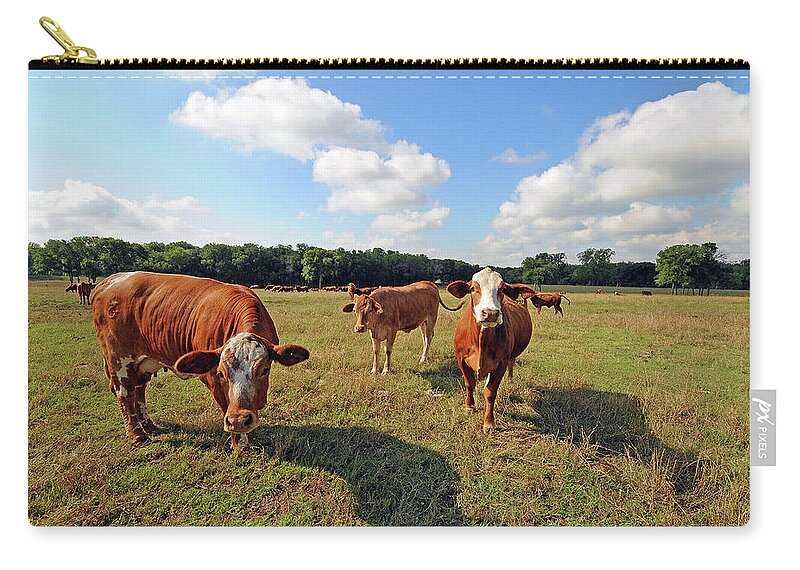 Inquisitive Carry-all Pouch featuring the photograph Inquisitive Cattle by Ted Keller