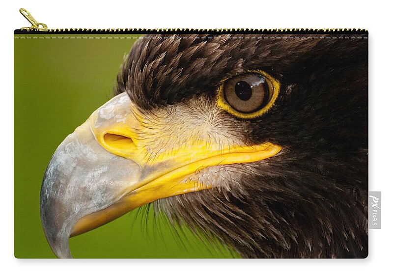 Golden Eagle Zip Pouch featuring the photograph Intense Gaze of a Golden Eagle by Bel Menpes