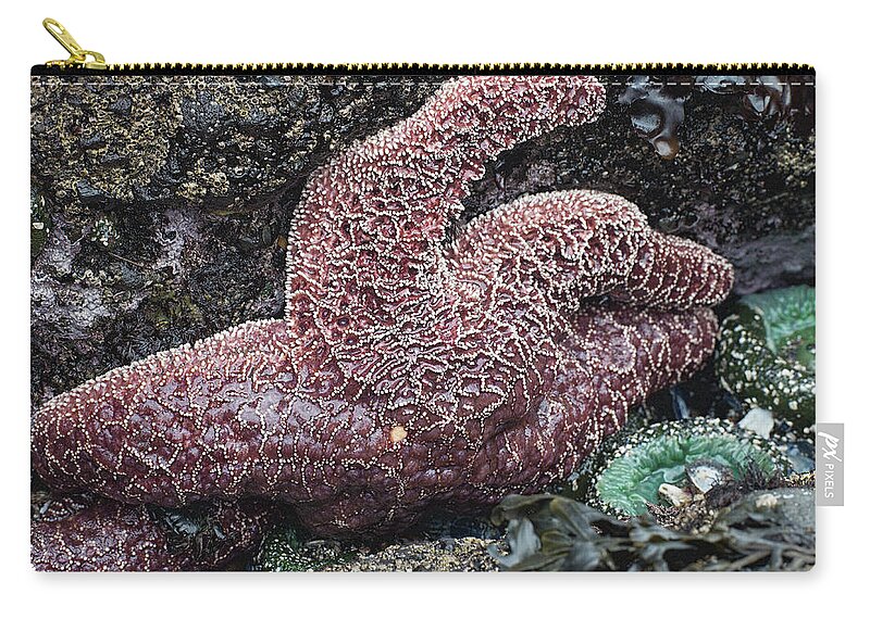 Starfish Zip Pouch featuring the photograph Intertidal Life by Jim Zablotny