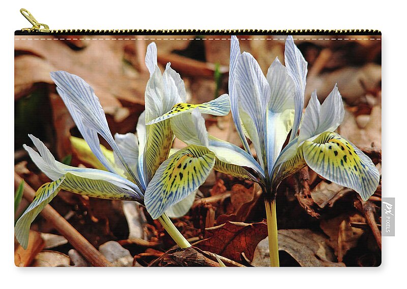 Iris Zip Pouch featuring the photograph Iris Reticulata by Debbie Oppermann