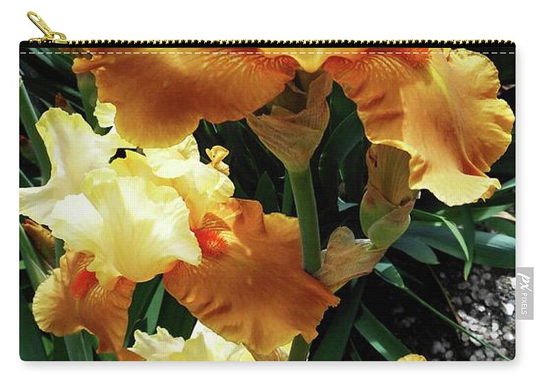 Iris Zip Pouch featuring the photograph Irises 23 by Ron Kandt