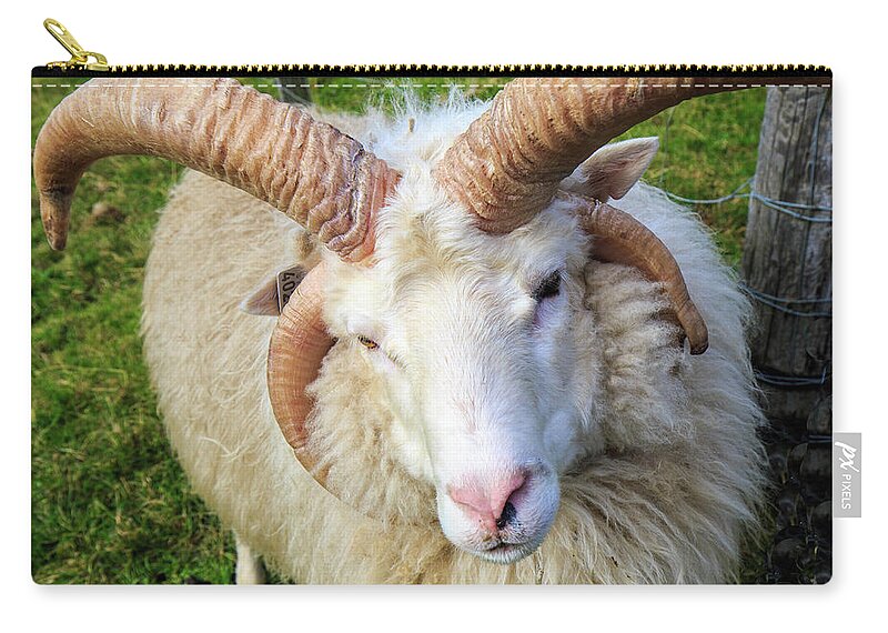 Icelanld Zip Pouch featuring the photograph Islandic Sheep with two sets of horns by Allan Levin