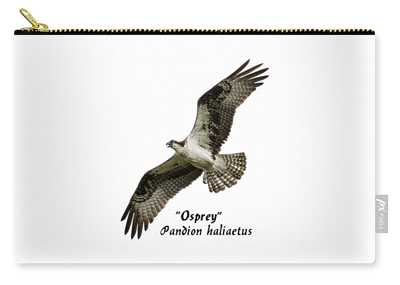 Osprey Carry-all Pouch featuring the photograph Isolated Osprey 2017-1 by Thomas Young