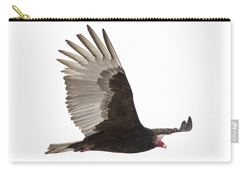 Turkey Vulture Carry-all Pouch featuring the photograph Isolated Turkey Vulture 2014-1 by Thomas Young