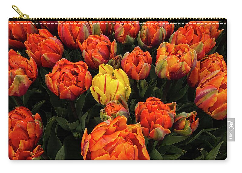 Jean Noren Zip Pouch featuring the photograph Isolated Yellow Tulip by Jean Noren