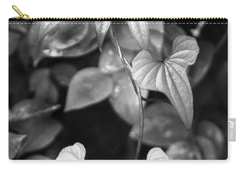 Ansel Adams Zip Pouch featuring the photograph ivy by Curtis J Neeley Jr