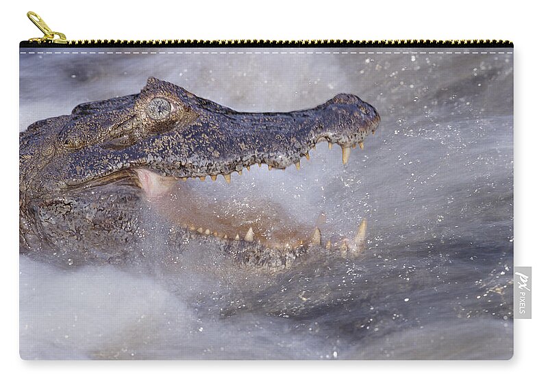 00141513 Zip Pouch featuring the photograph Jacare Caiman Fishing by Tui De Roy