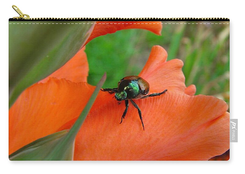 Beetle Zip Pouch featuring the photograph Japanese Beetle by Carl Moore