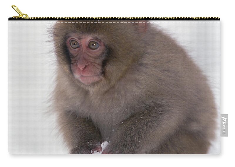 Mp Zip Pouch featuring the photograph Japanese Macaque Macaca Fuscata Baby by Konrad Wothe