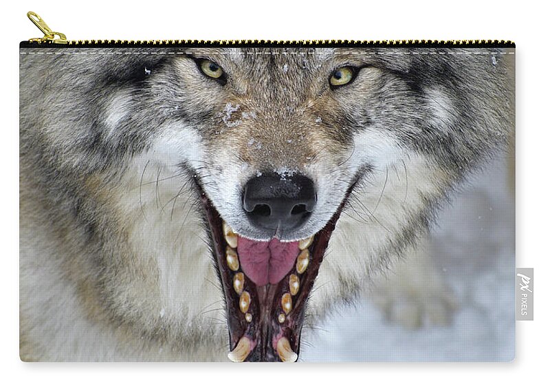 Timber Wolf Zip Pouch featuring the photograph Joker by Tony Beck