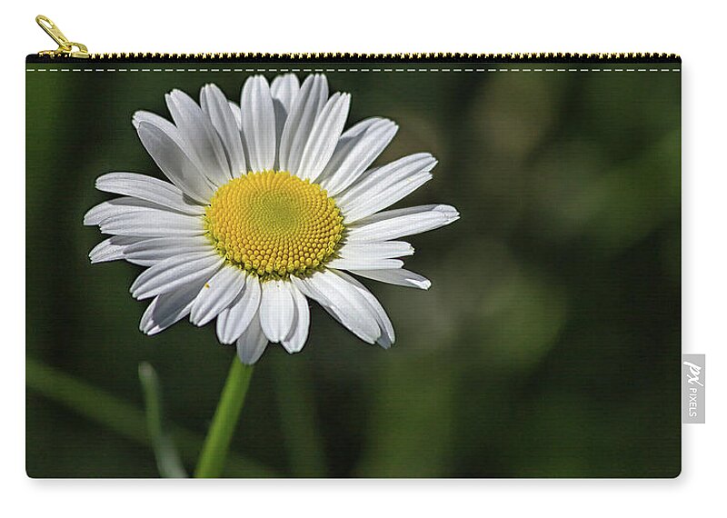 Flower Zip Pouch featuring the photograph Just a Daisy by Rod Best