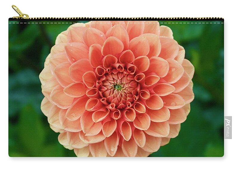 Zinnia Zip Pouch featuring the photograph Just Peachy by Alice Mainville