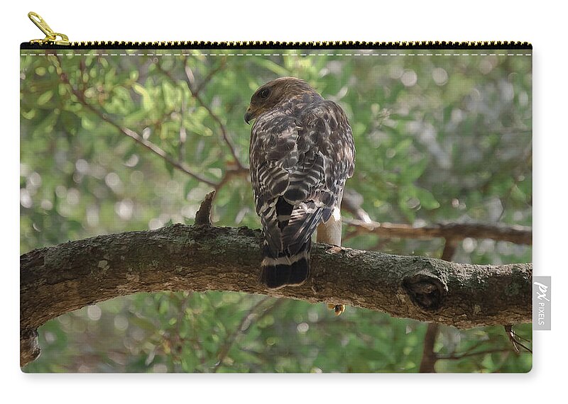 Hawk Zip Pouch featuring the photograph Just Ready to Attack by DigiArt Diaries by Vicky B Fuller