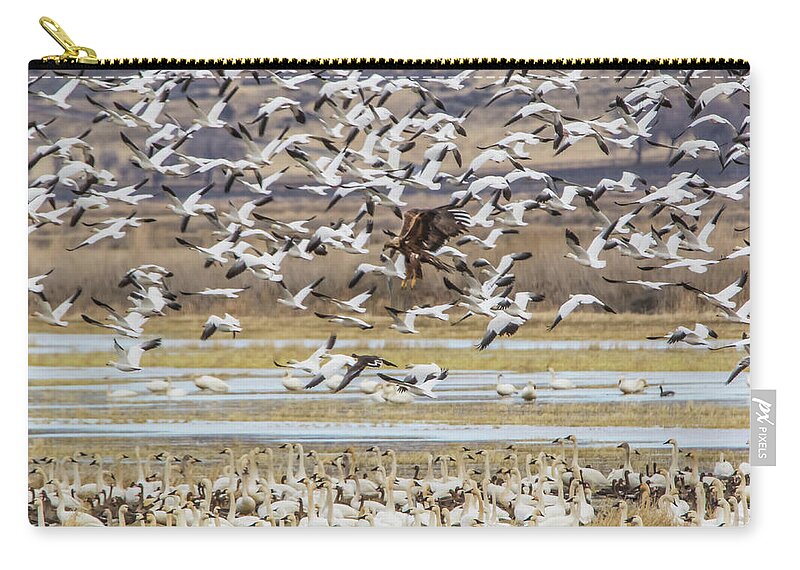 California Zip Pouch featuring the photograph Juvenile Bald Eagle and Snow Geese by Marc Crumpler