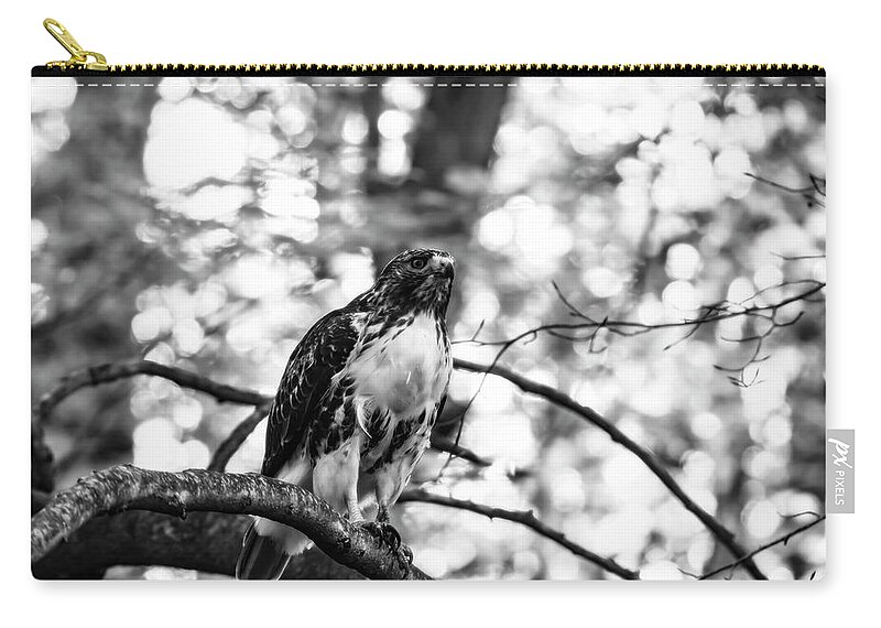 Juvenile Red-tailed Hawk In Black And White Zip Pouch featuring the photograph Juvenile Red-Tailed Hawk in Black and White by Tracy Winter