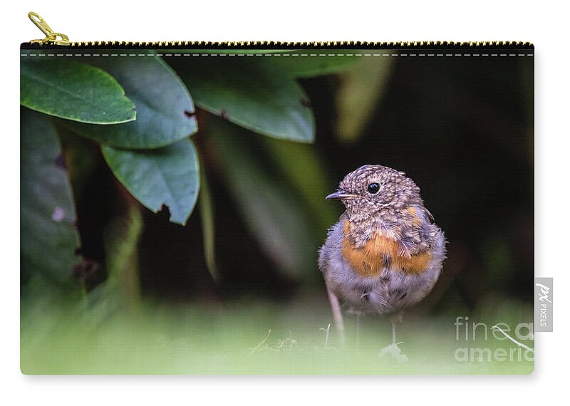 Robin Carry-all Pouch featuring the photograph Juvenile Robin by Torbjorn Swenelius