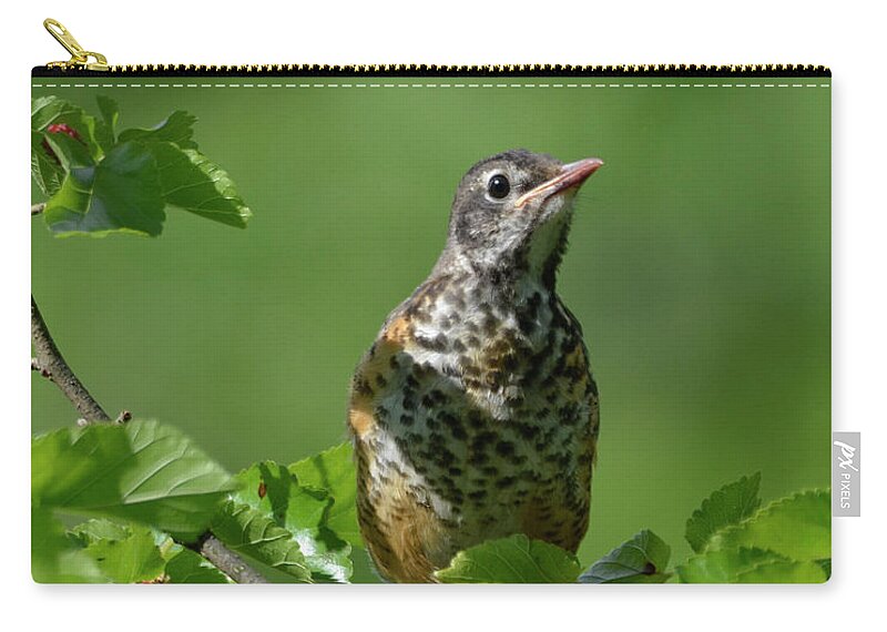 American Zip Pouch featuring the photograph Juvenille Robin by Ann Bridges