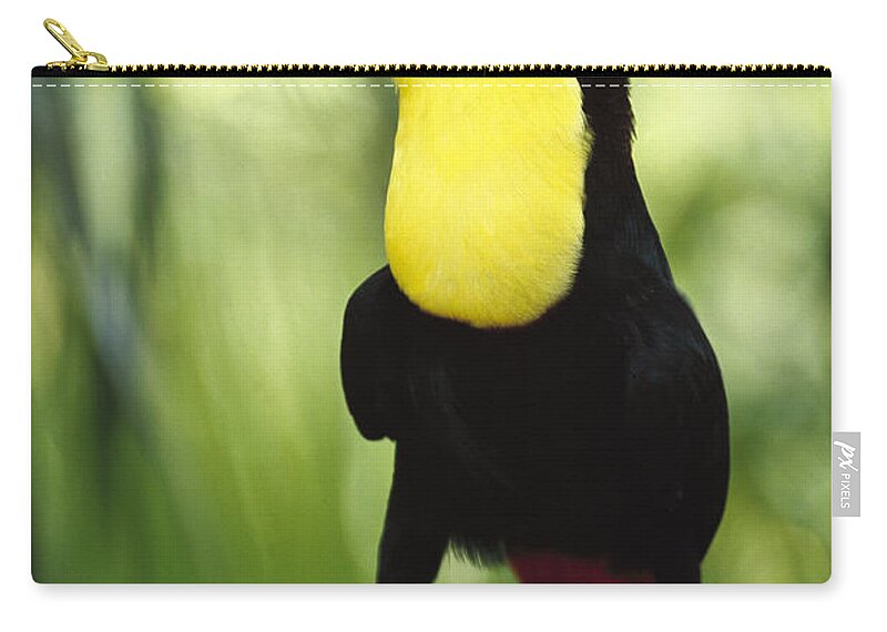 00202267 Zip Pouch featuring the photograph Keel Billed Toucan Calling by Gerry Ellis