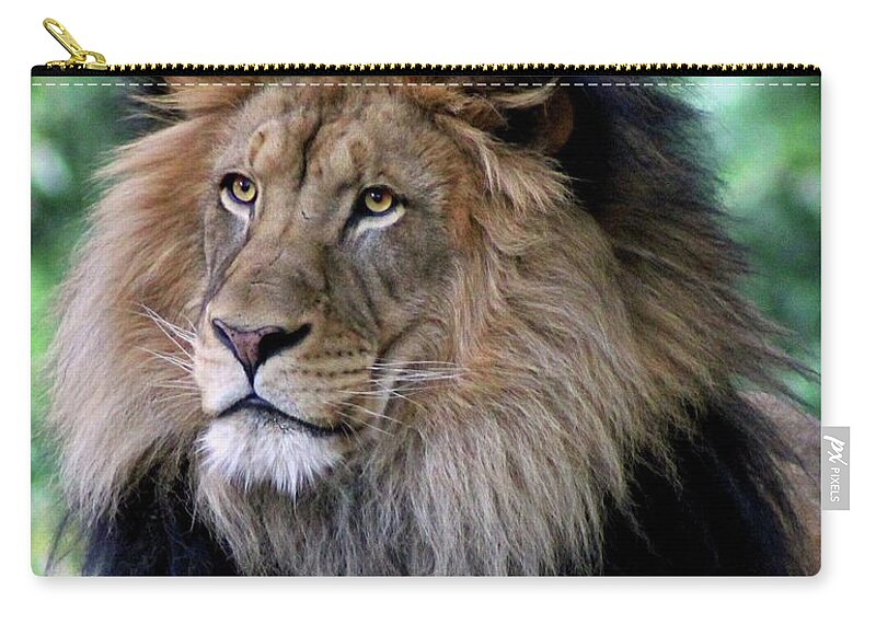 Lion Zip Pouch featuring the photograph The King's Portrait by Ronda Ryan
