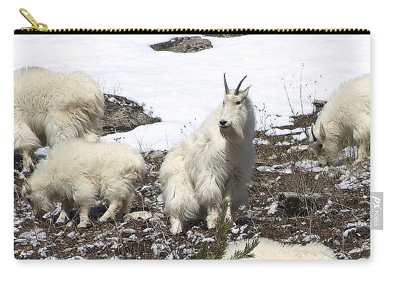 Mountain Goats Zip Pouch featuring the photograph King Of The Hill by DeeLon Merritt
