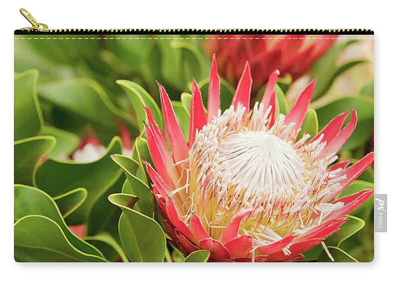 King Protea Carry-all Pouch featuring the photograph King Protea flowers by Simon Bratt