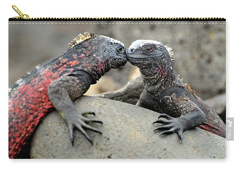 Iguana Carry-all Pouch featuring the photograph Kissing Iguanas by Ted Keller