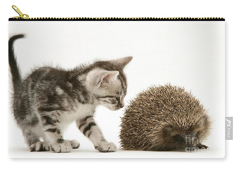 Tabby Zip Pouch featuring the photograph Kitten Inspecting Hedgehog by Jane Burton