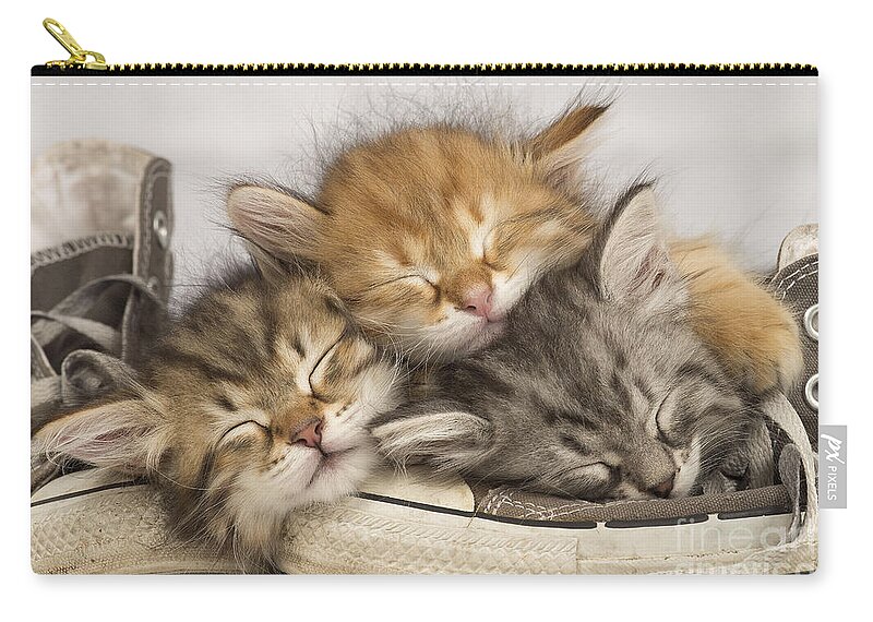 Cat Zip Pouch featuring the photograph Kittens Asleep On Shoes by Jean-Michel Labat