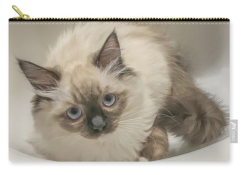 Kitty Zip Pouch featuring the photograph Kitty Blue Eyes by Jennifer Grossnickle