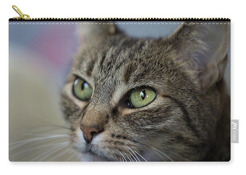 Cat Zip Pouch featuring the photograph Kitty cat by Agnes Caruso
