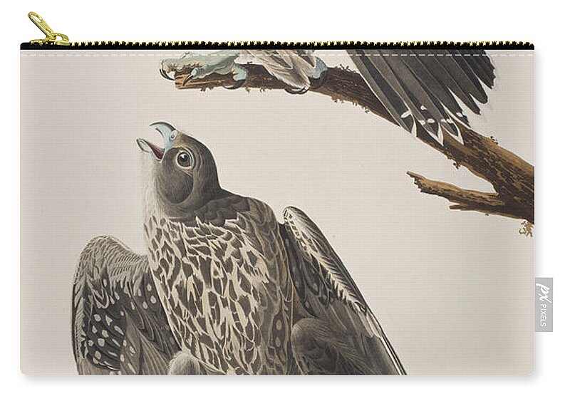 Labrador Falcon Zip Pouch featuring the painting Labrador Falcon by John James Audubon