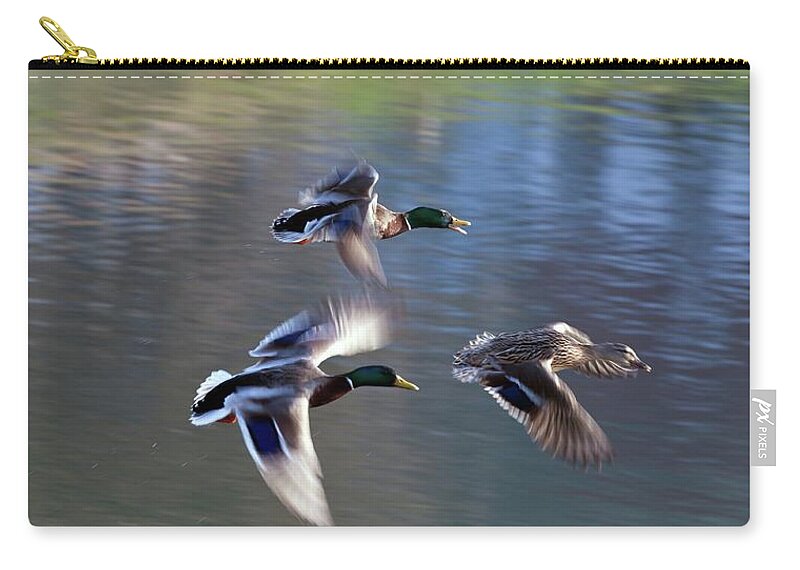 Wild Ducks Zip Pouch featuring the photograph Ladies first by Tatiana Travelways