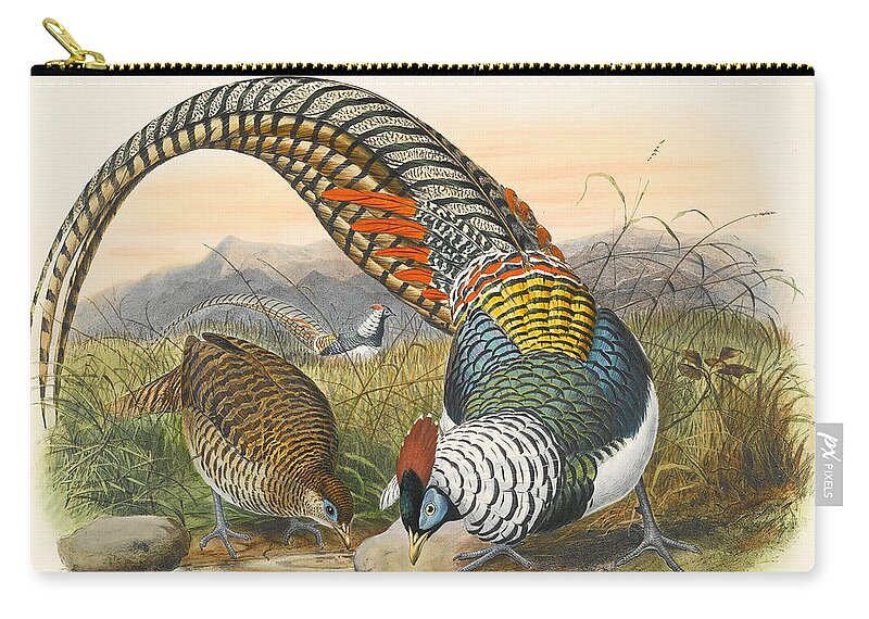 Joseph Wolf Zip Pouch featuring the drawing Lady Amherst's pheasant. Chrysolophus amherstiae by Joseph Wolf