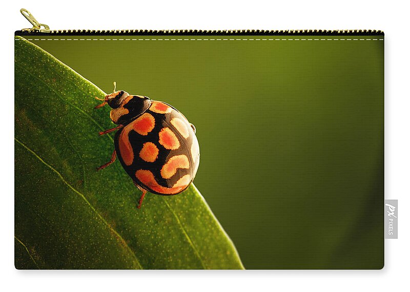Ladybug Zip Pouch featuring the photograph Ladybug on green leaf by Johan Swanepoel