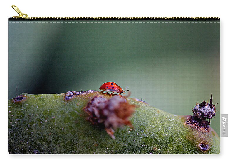 James Smullins Zip Pouch featuring the photograph Ladybug on Prickly pear cactus by James Smullins