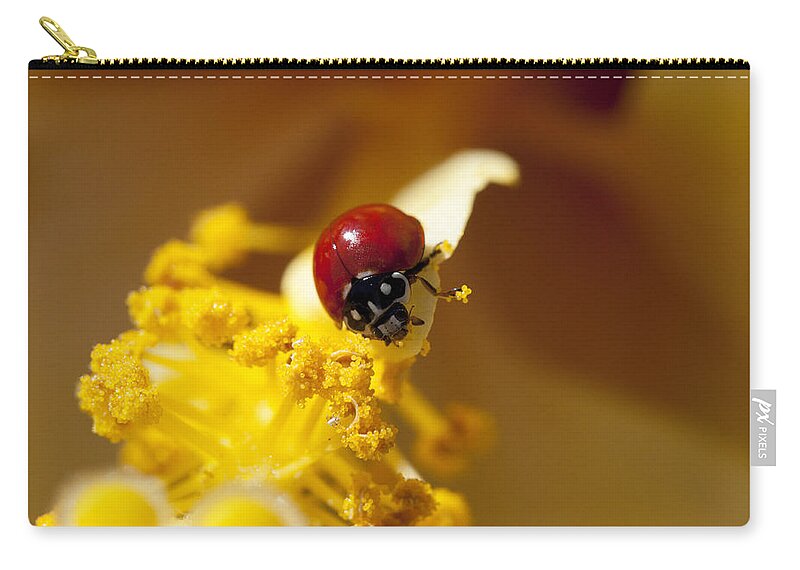 Ladybug Zip Pouch featuring the photograph Ladybug Picking Flowers by Diana Haronis