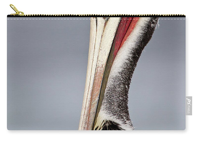Pelican Zip Pouch featuring the photograph La Jolla Pelican by Bryan Keil