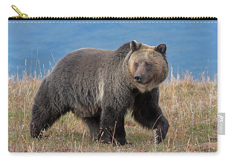 Mark Miller Photos Carry-all Pouch featuring the photograph Lakeside Grizzly by Mark Miller
