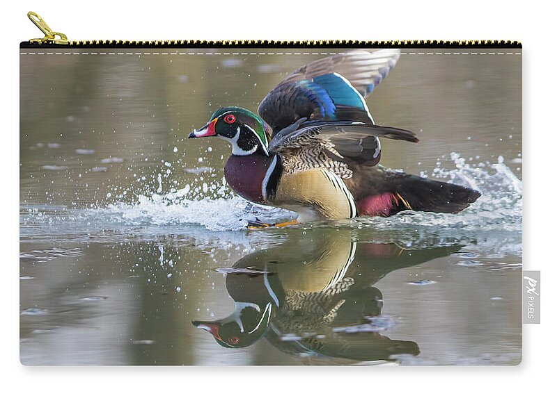 Probably Zip Pouch featuring the photograph Landing Wood Duck by Mircea Costina Photography