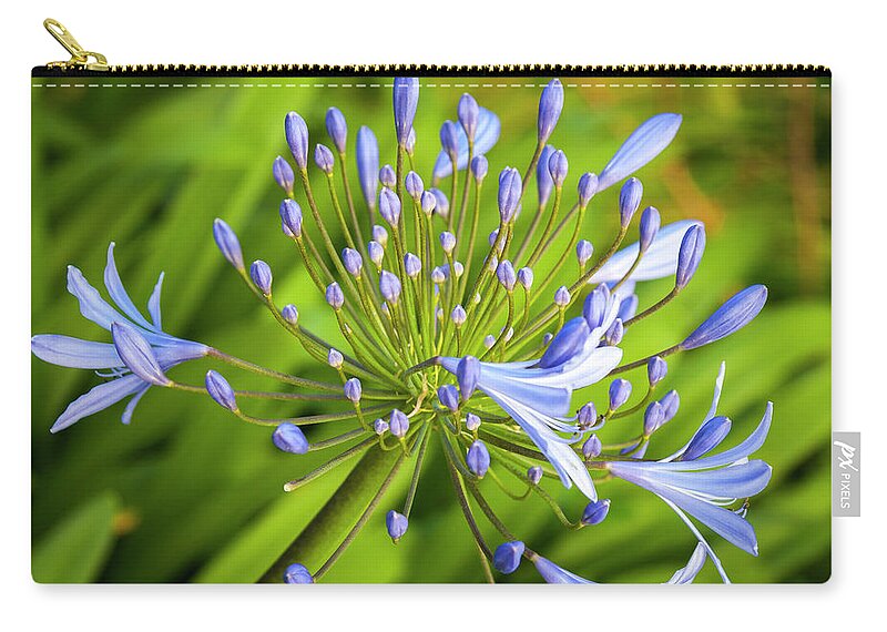 Flowers Zip Pouch featuring the photograph Lavendar Buds by Daniel Murphy