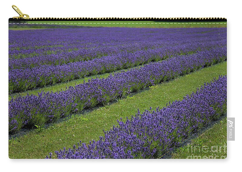 Lavender Zip Pouch featuring the photograph Lavendar Rows by Timothy Johnson