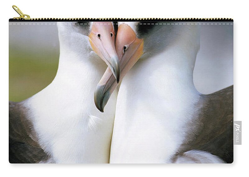 Mp Zip Pouch featuring the photograph Laysan Albatross Phoebastria by Tui De Roy