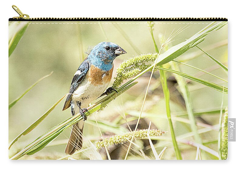 Bird Zip Pouch featuring the photograph Lazuli Bunting Male by Dennis Hammer