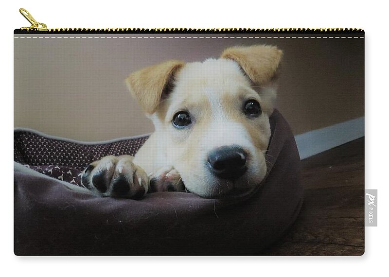 Pet Zip Pouch featuring the photograph Lazy day by Aaron Martens