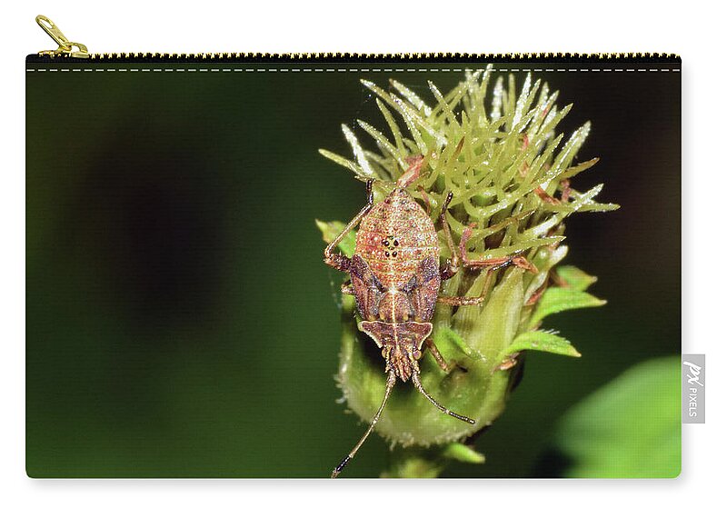 Photograph Zip Pouch featuring the photograph Leaf Footed Bug Nymph by Larah McElroy