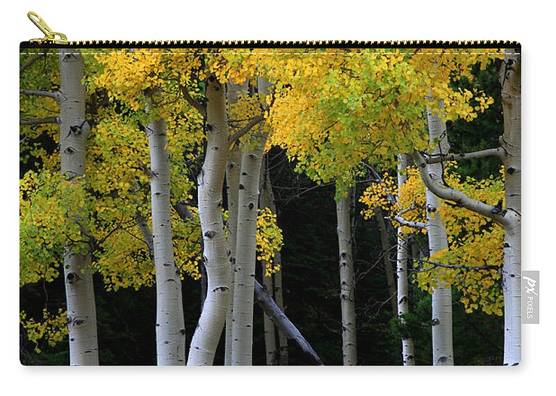 Aspens Zip Pouch featuring the photograph Leaning Aspen by Timothy Johnson