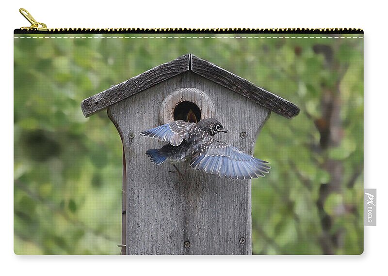Bluebird Zip Pouch featuring the photograph Leaving Home by Jackson Pearson