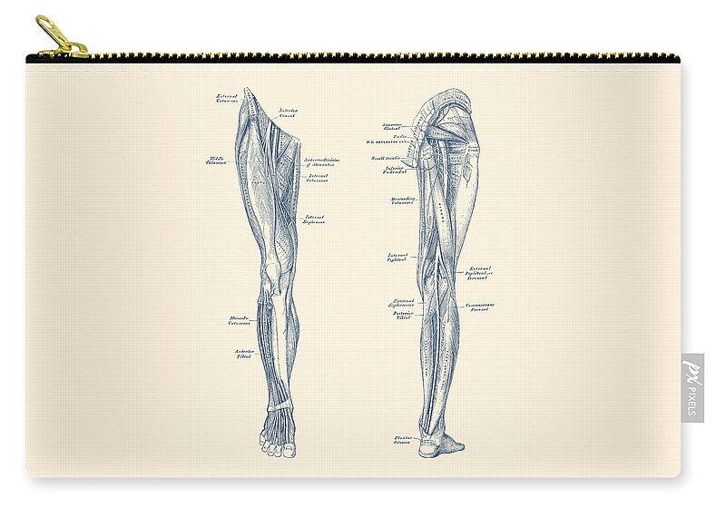 Leg Muscles Zip Pouch featuring the drawing Leg Muscular System - Dual-View - Vintage Anatomy Print by Vintage Anatomy Prints