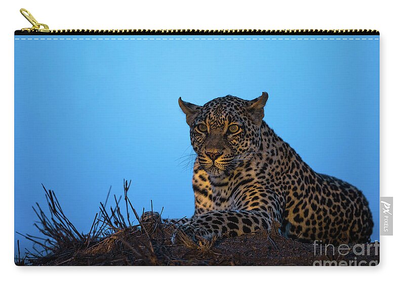  Leapord Zip Pouch featuring the photograph Leopard Portrait by Daryl L Hunter